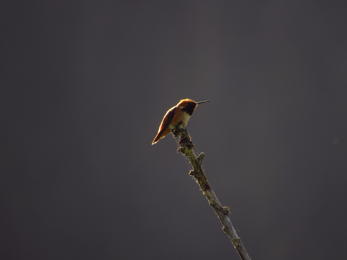 Rufous Hummingbird - ML620368320
