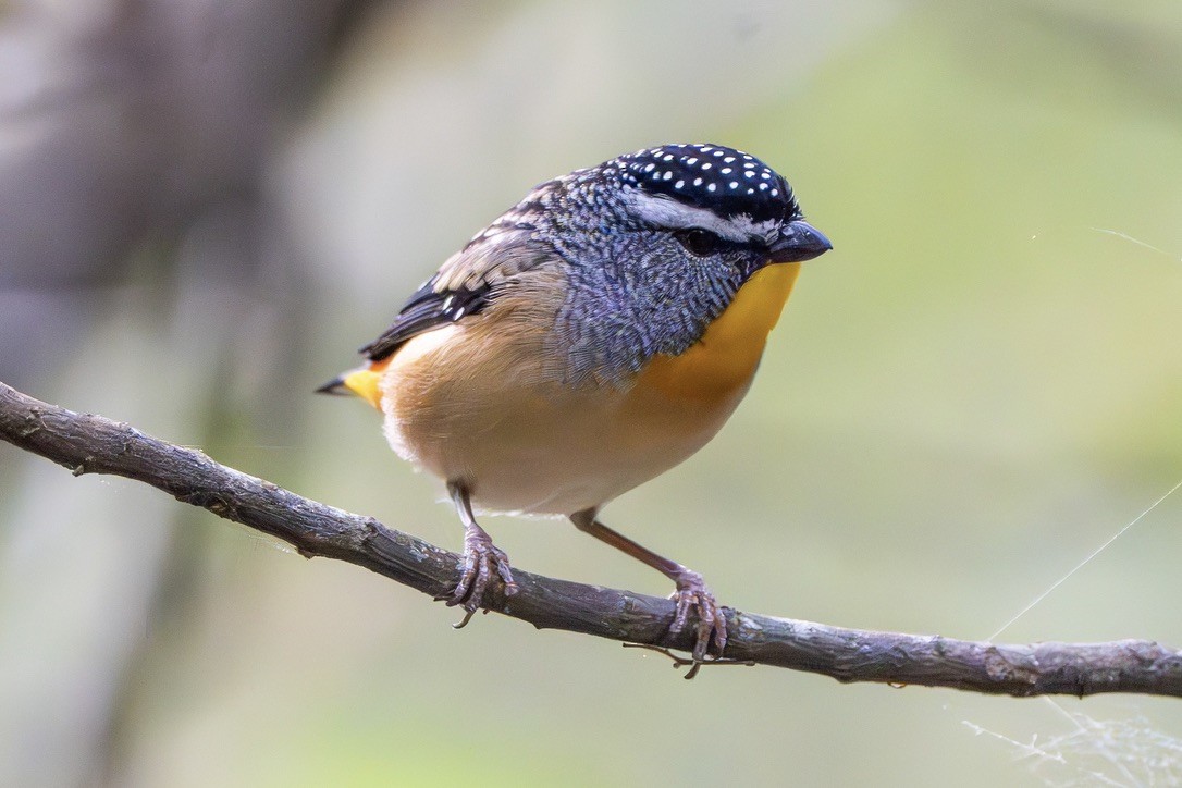 Spotted Pardalote - Maurice Johnston