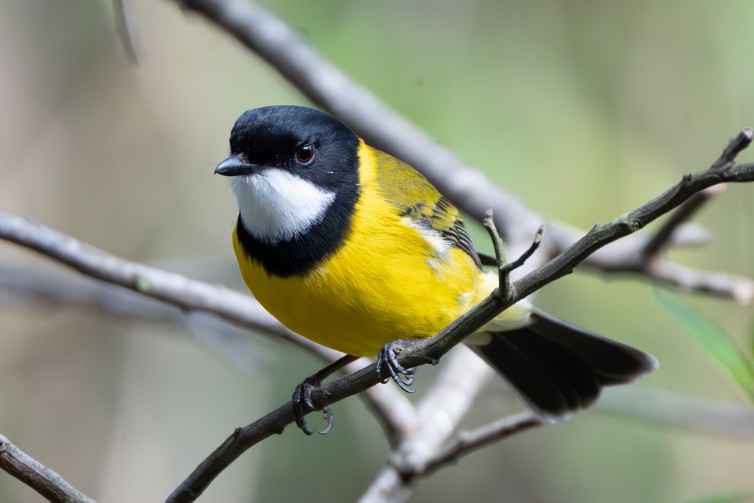 Golden Whistler - ML620368325