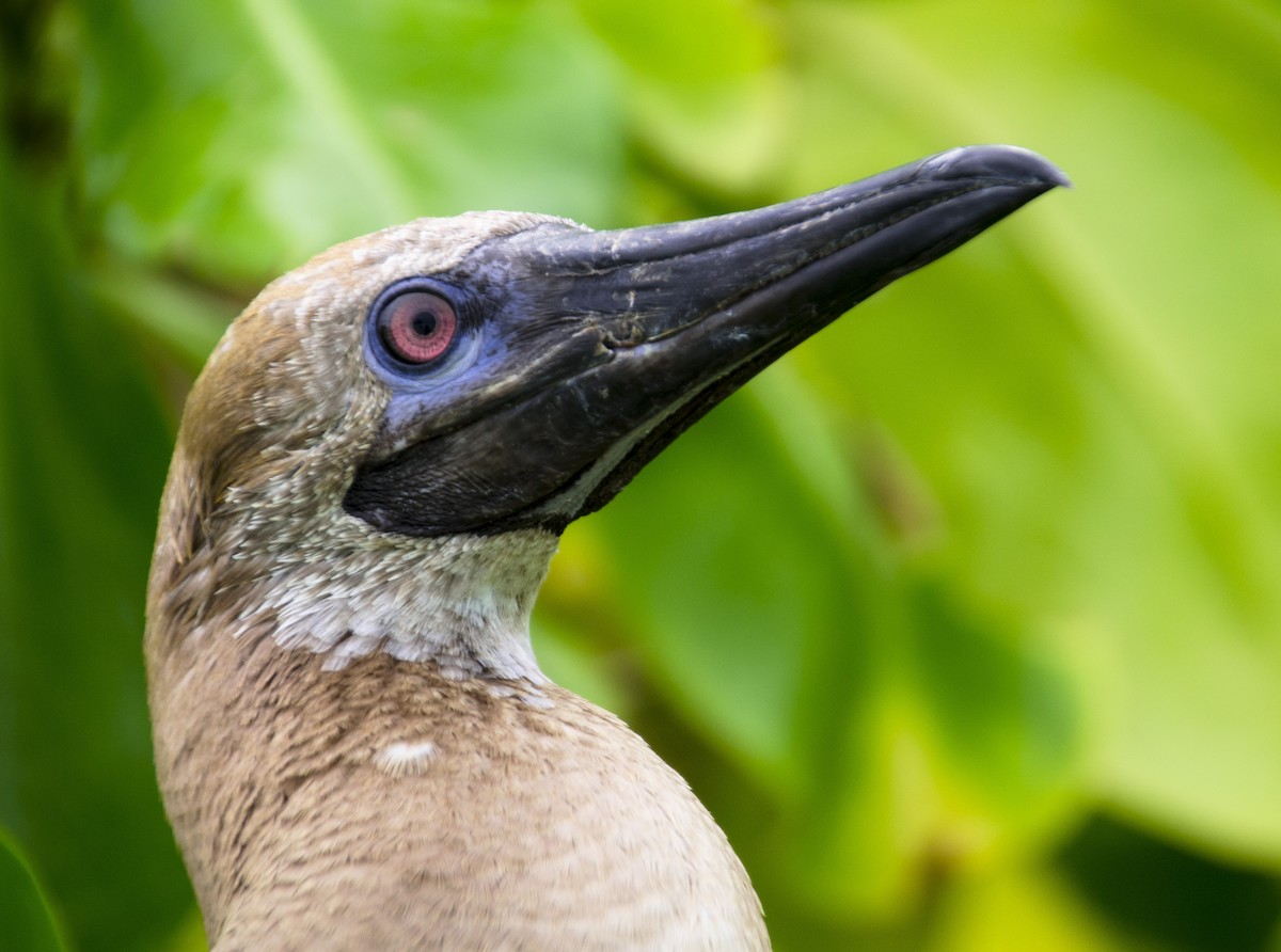 Red-footed Booby - ML620368331