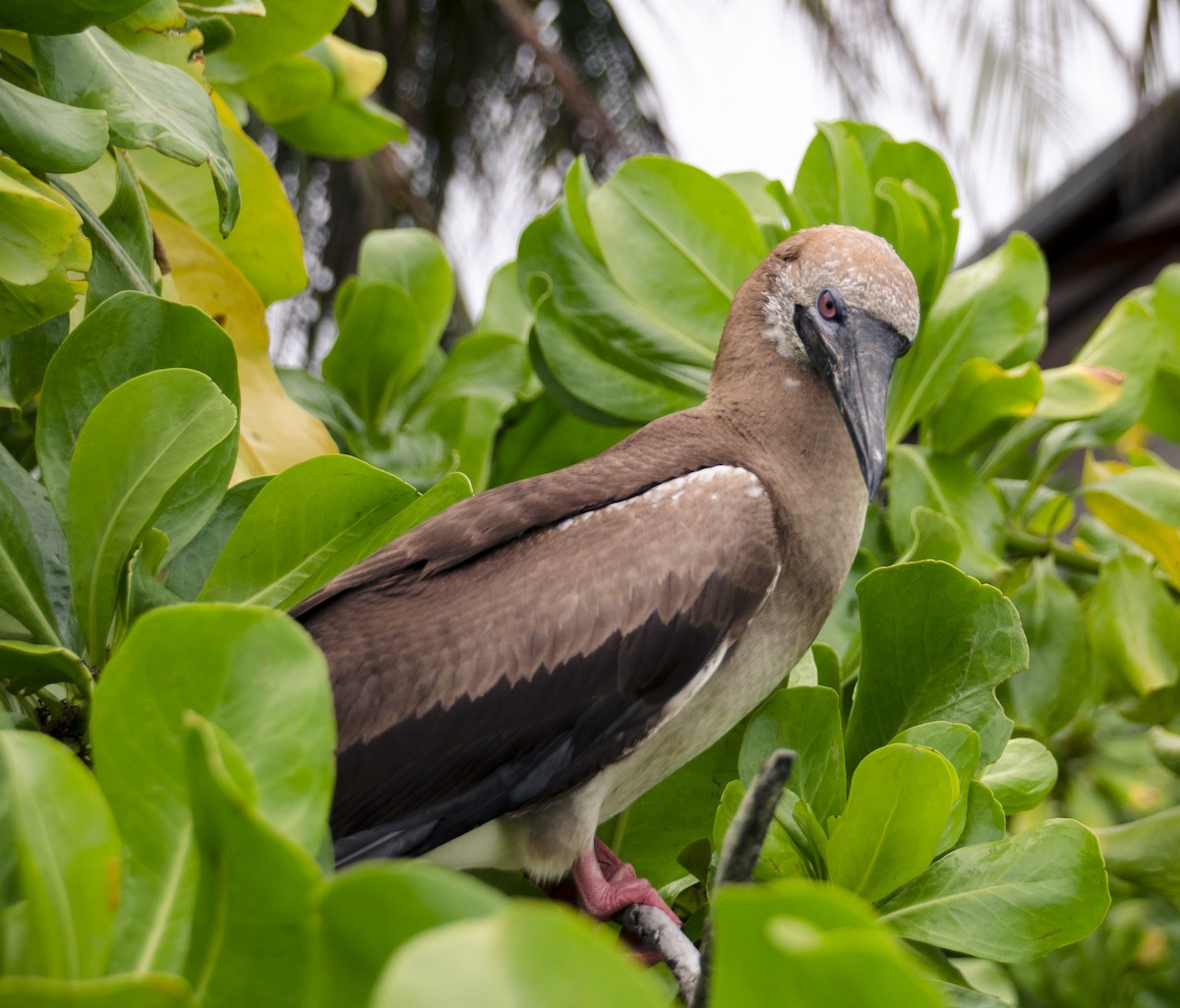 Red-footed Booby - ML620368332