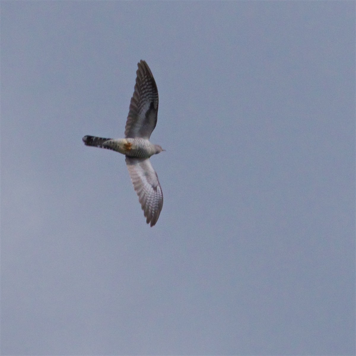 Common Cuckoo - ML620368342