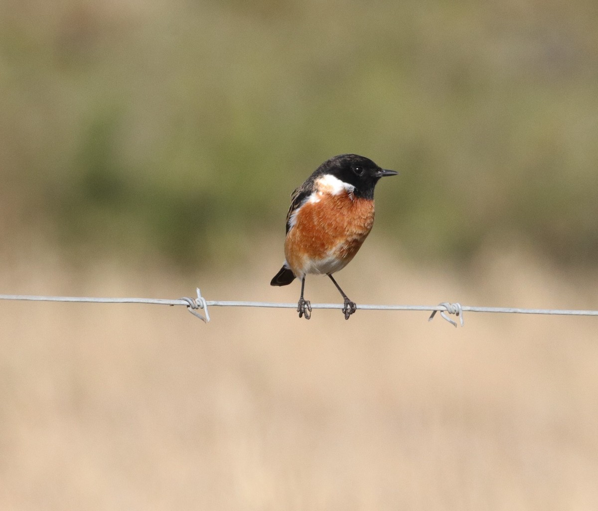 African Stonechat - ML620368346