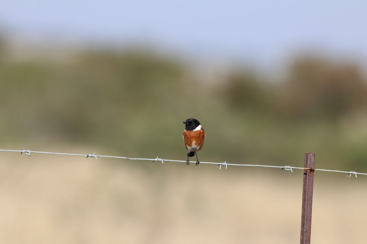 African Stonechat - ML620368347