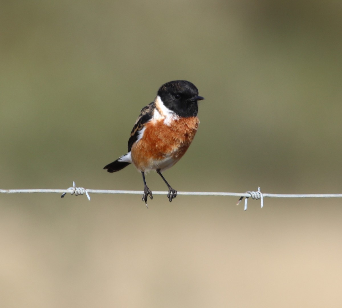 African Stonechat - ML620368348