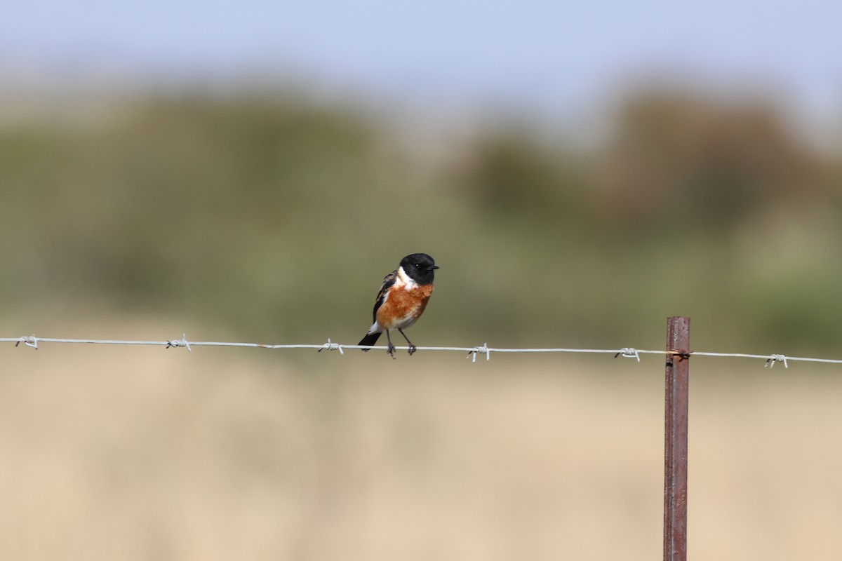 African Stonechat - ML620368349
