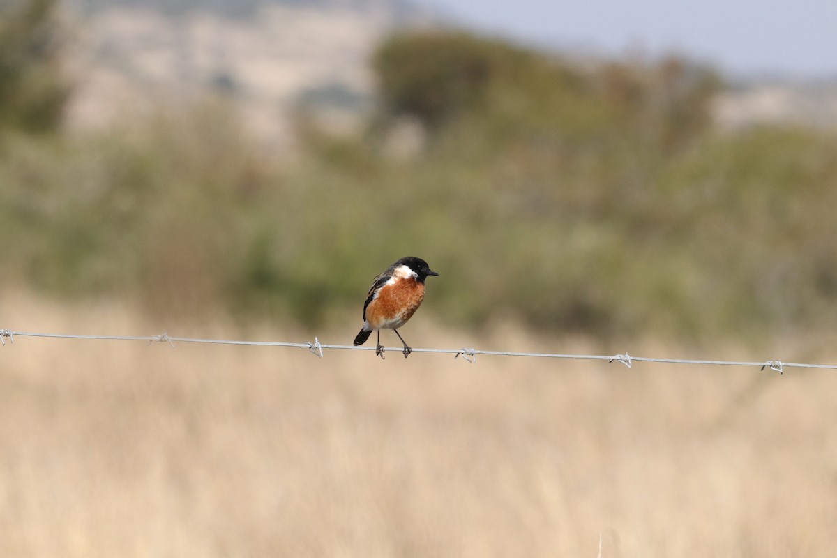 African Stonechat - ML620368350