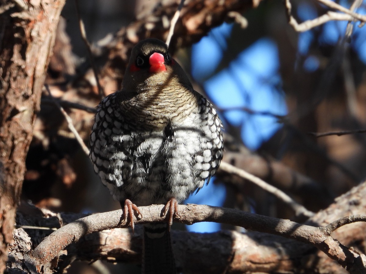 Red-eared Firetail - ML620368367
