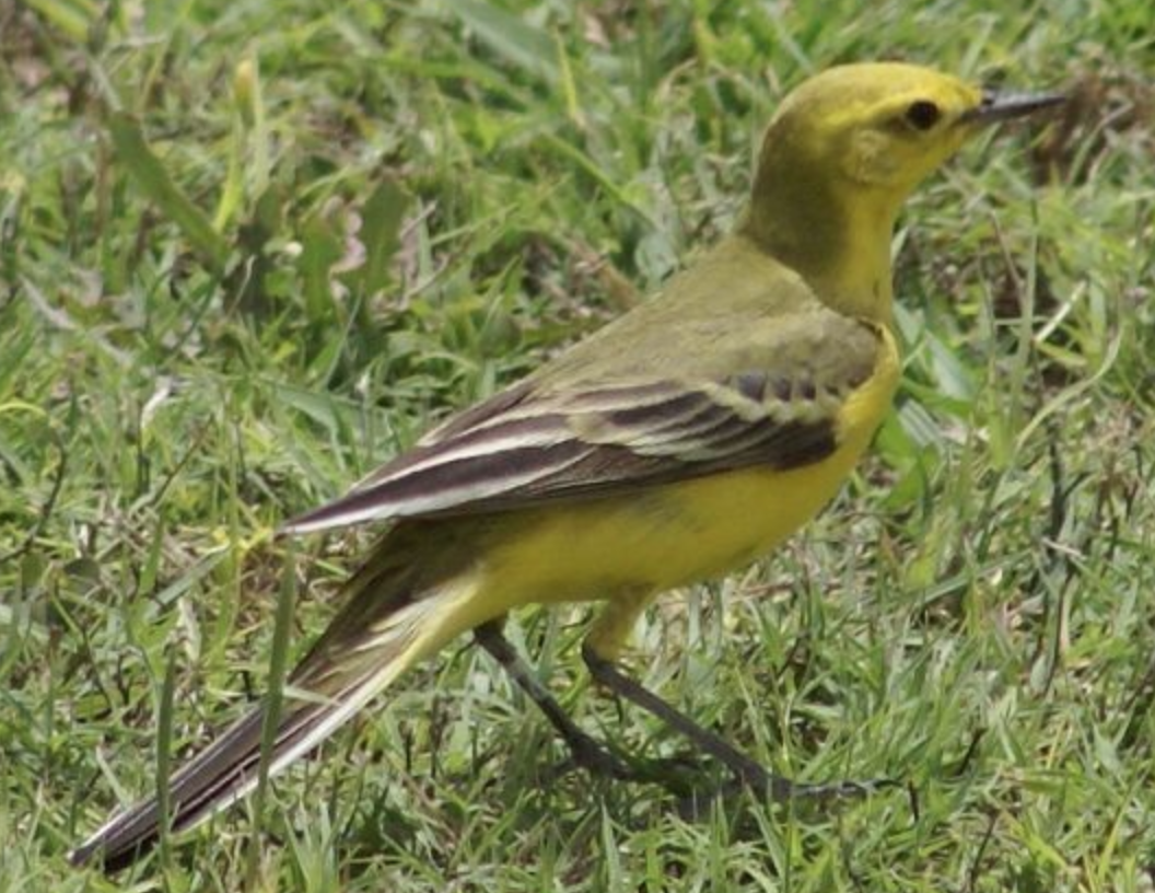 Western Yellow Wagtail - ML620368368