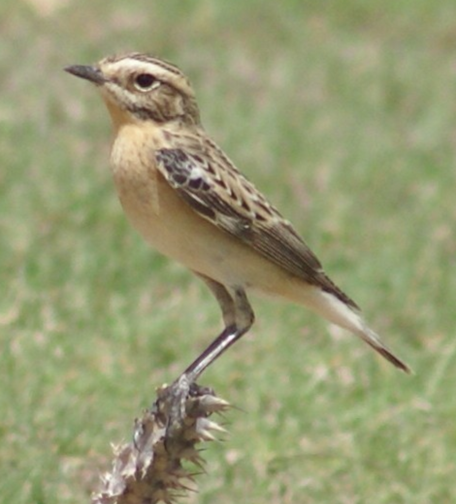 Whinchat - ML620368381