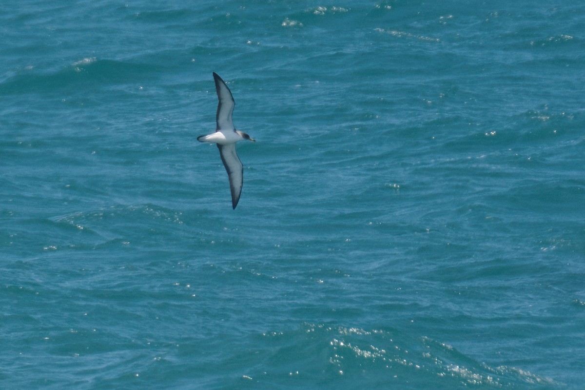 Pardela Cenicienta (mediterránea) - ML620368382