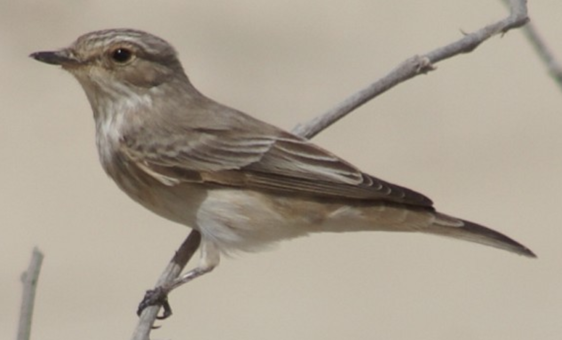 Spotted Flycatcher - ML620368383