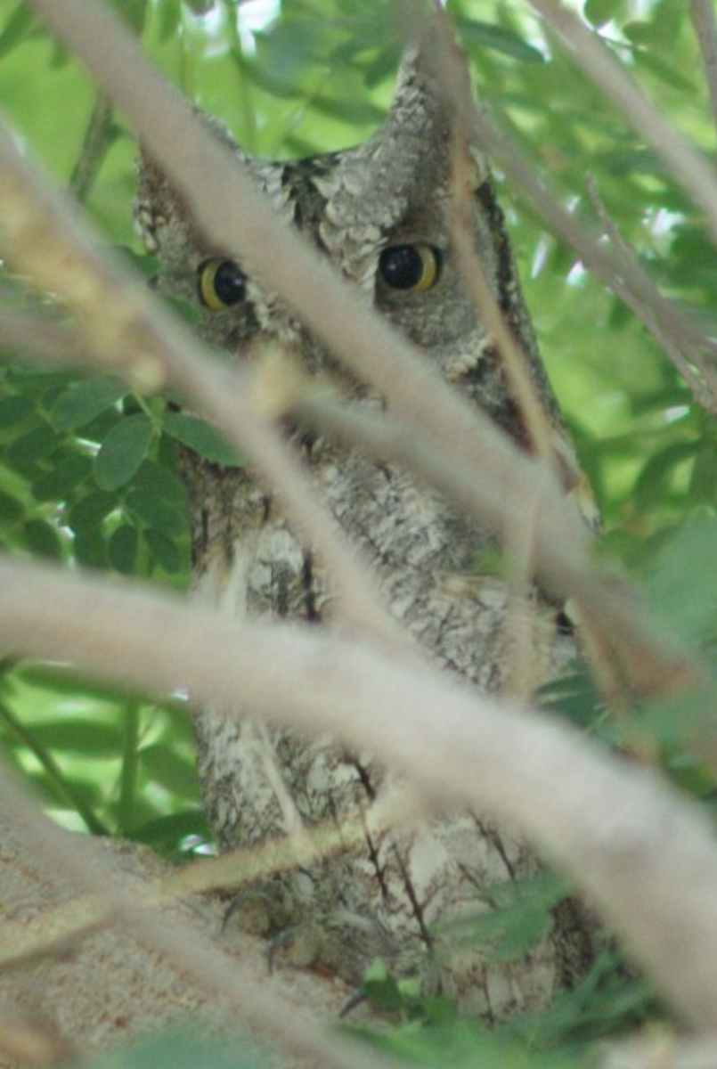 Eurasian Scops-Owl - ML620368384