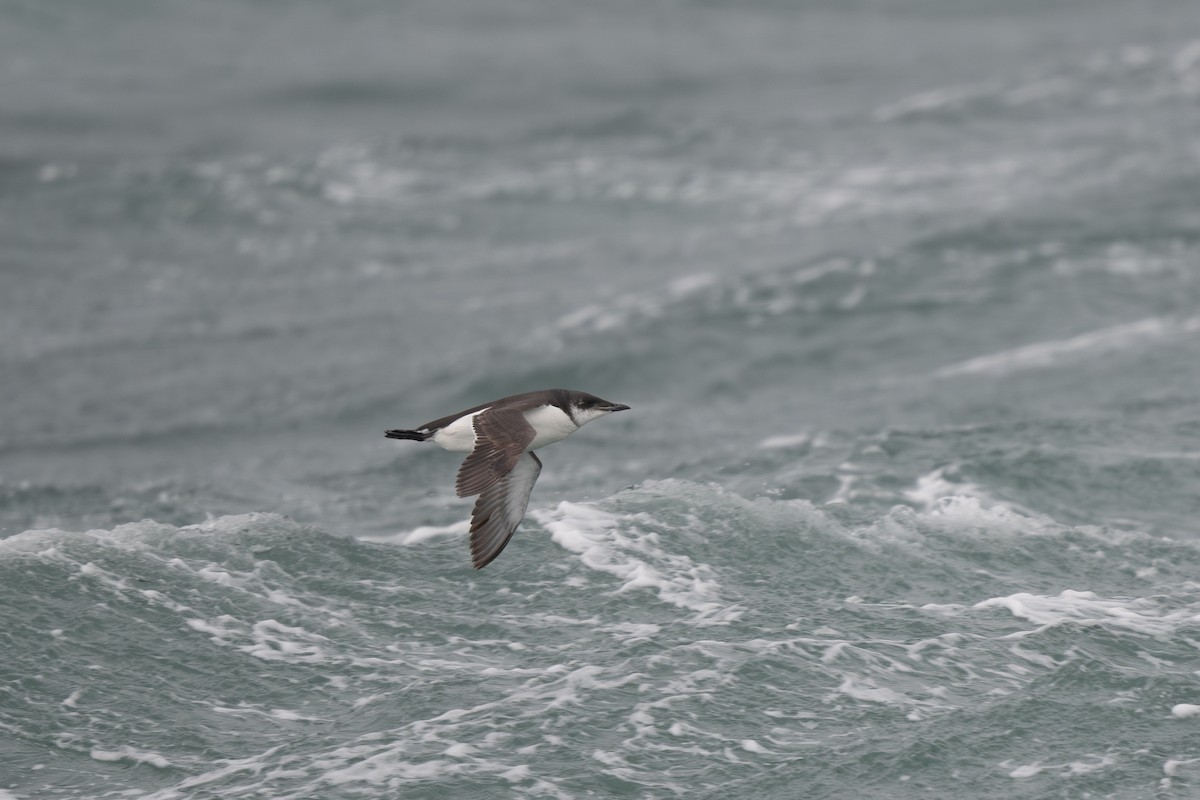 Thick-billed Murre - ML620368389