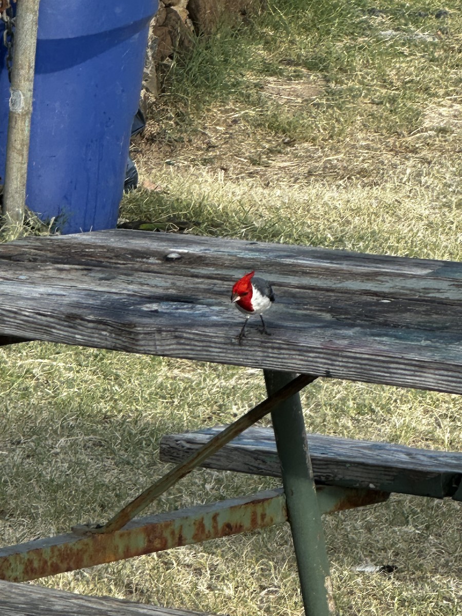Red-crested Cardinal - ML620368392