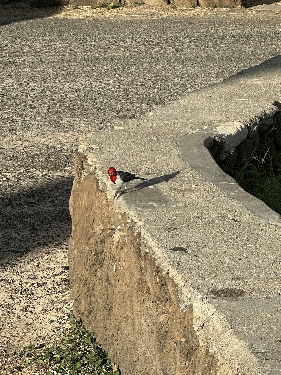 Red-crested Cardinal - ML620368393