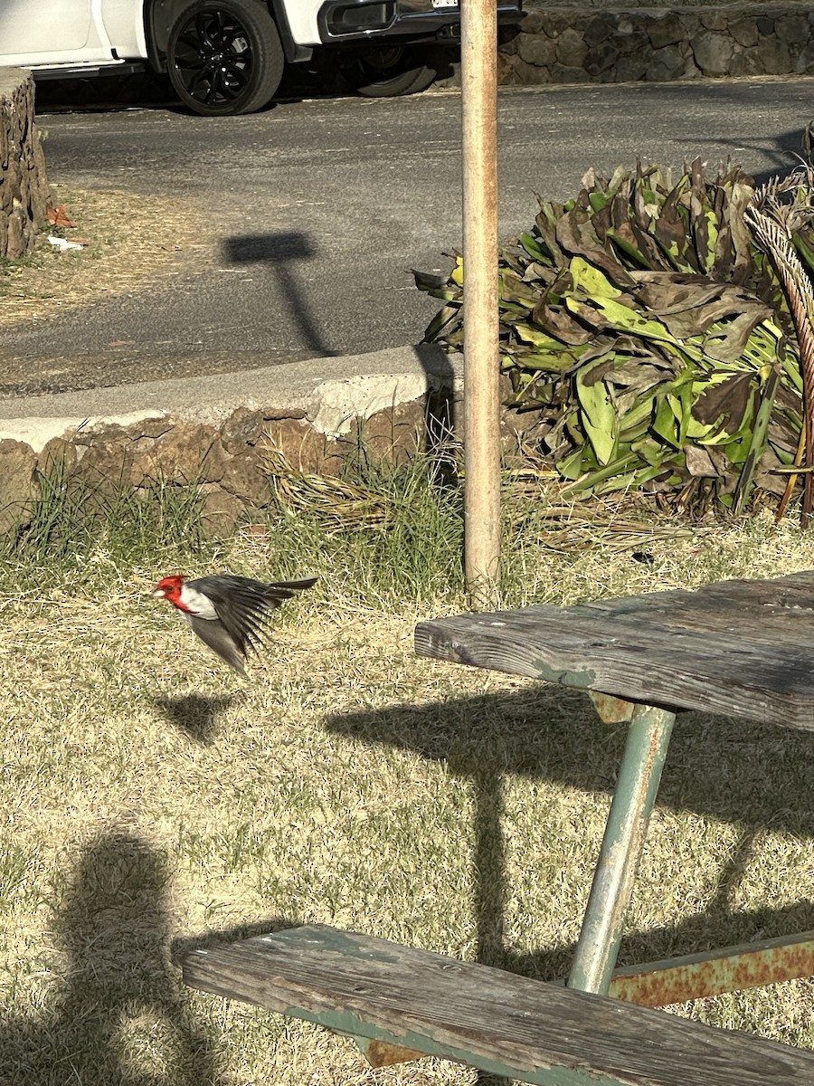 Red-crested Cardinal - ML620368394