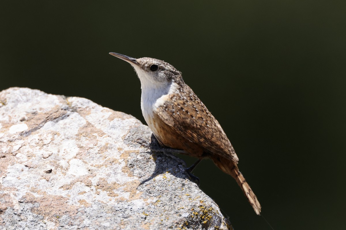 Canyon Wren - Alice Church