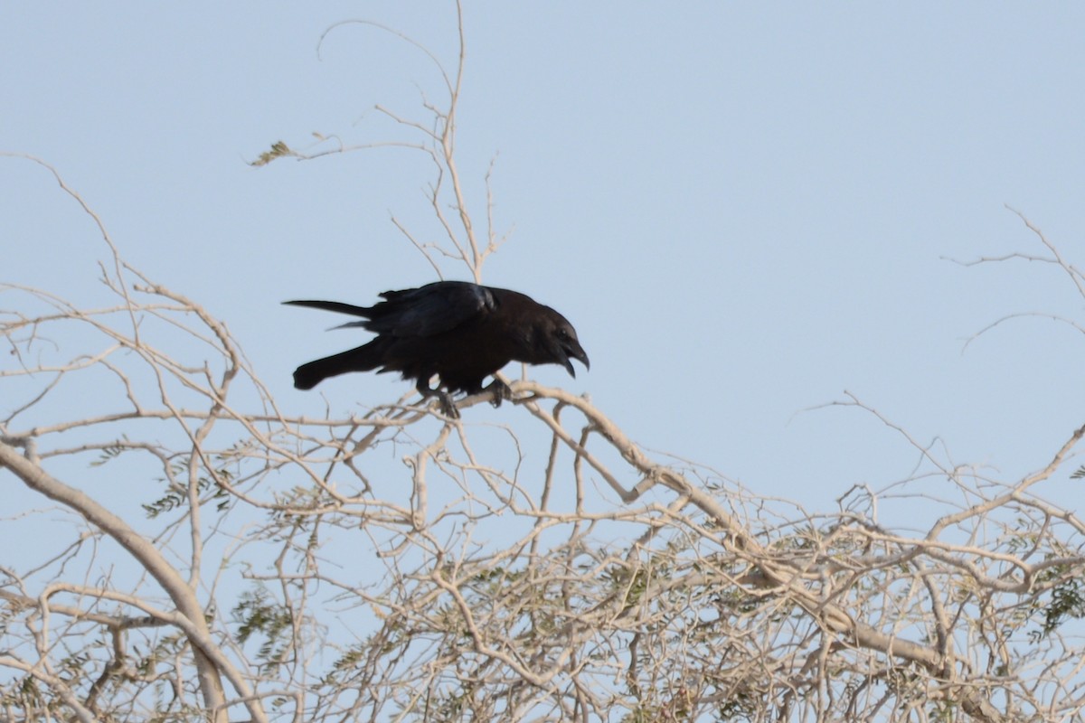Brown-necked Raven - ML620368402