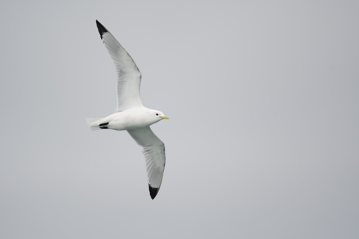 Gaviota Tridáctila - ML620368405