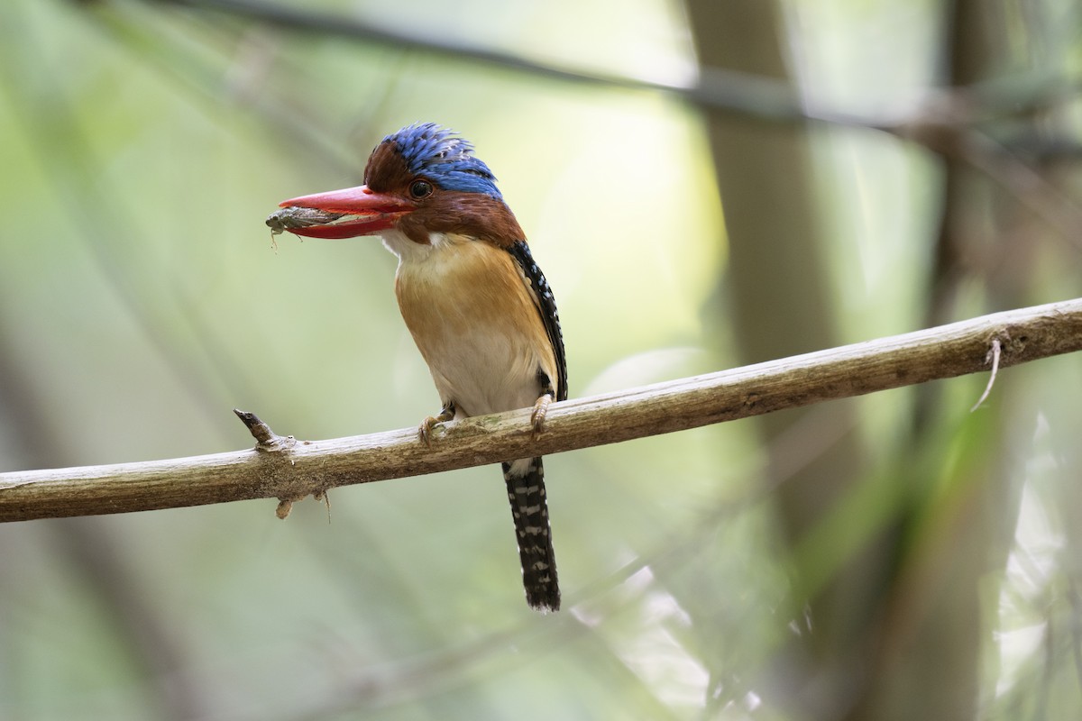 Banded Kingfisher (Banded) - ML620368407