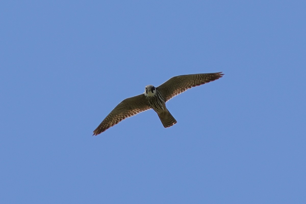 Eurasian Hobby - ML620368414