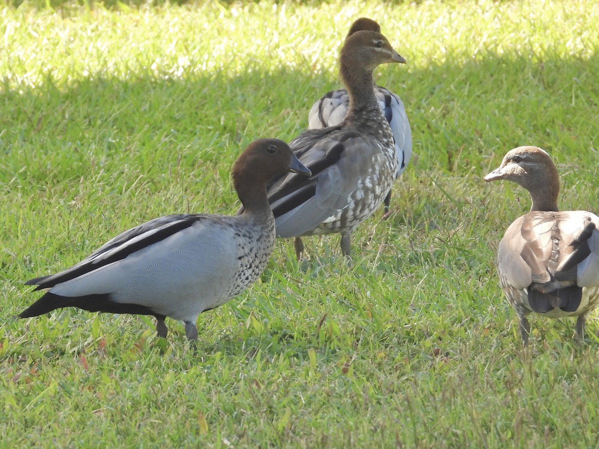 Maned Duck - ML620368416