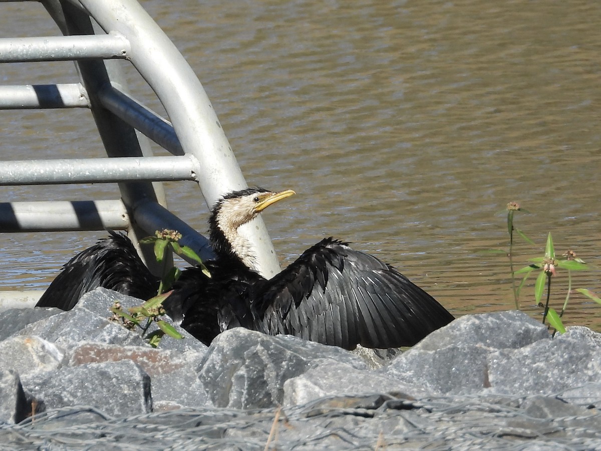 Little Pied Cormorant - ML620368419