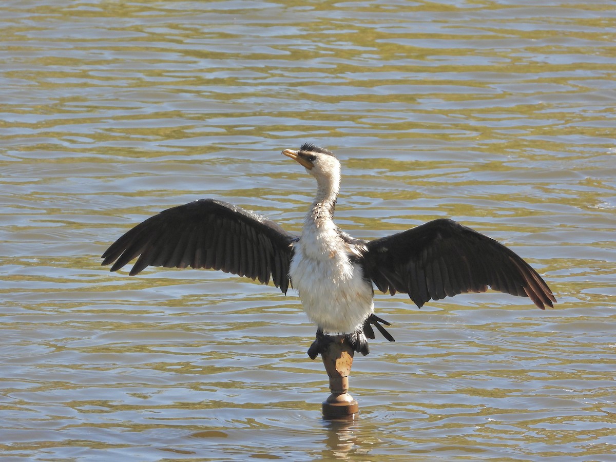 Little Pied Cormorant - ML620368420