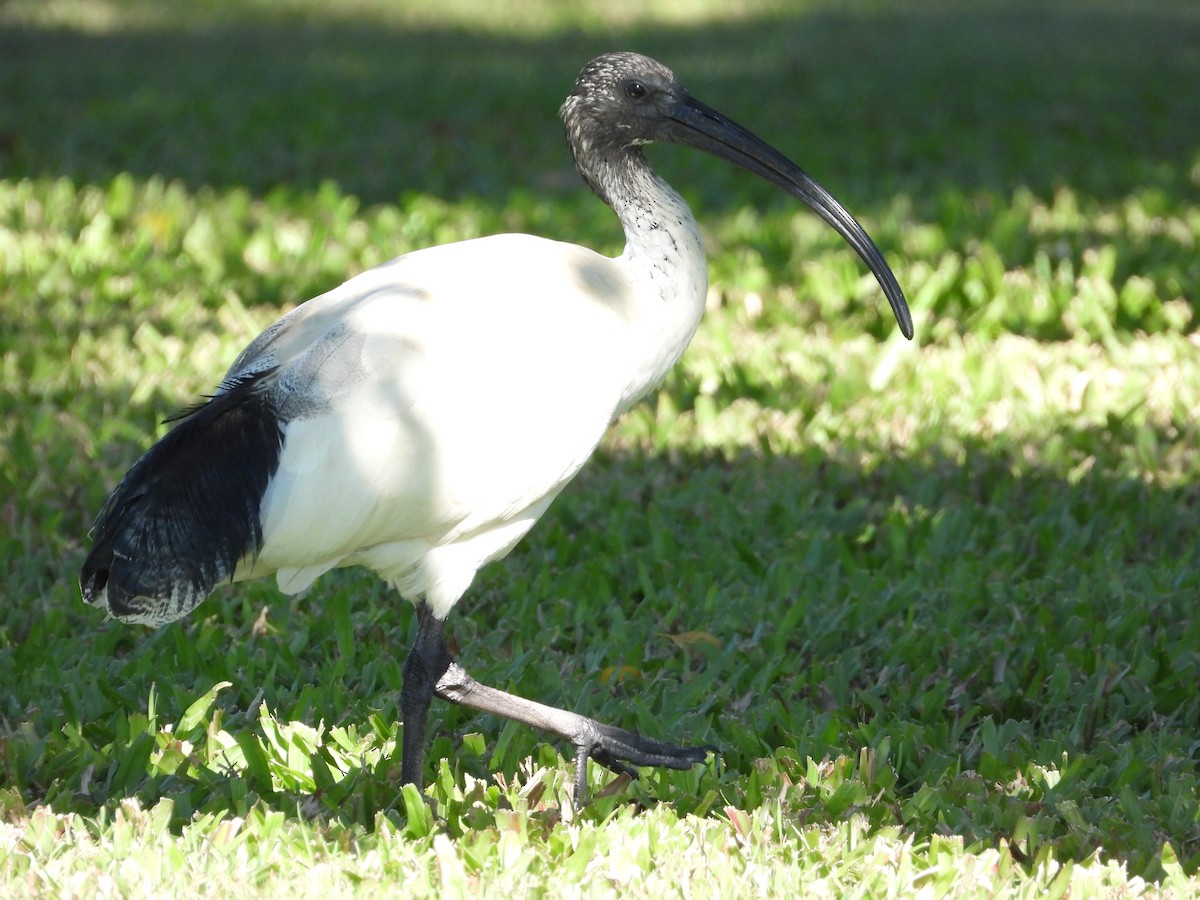 ibis australský - ML620368424