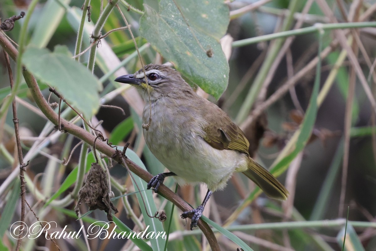 Bulbul à sourcils blancs - ML620368428