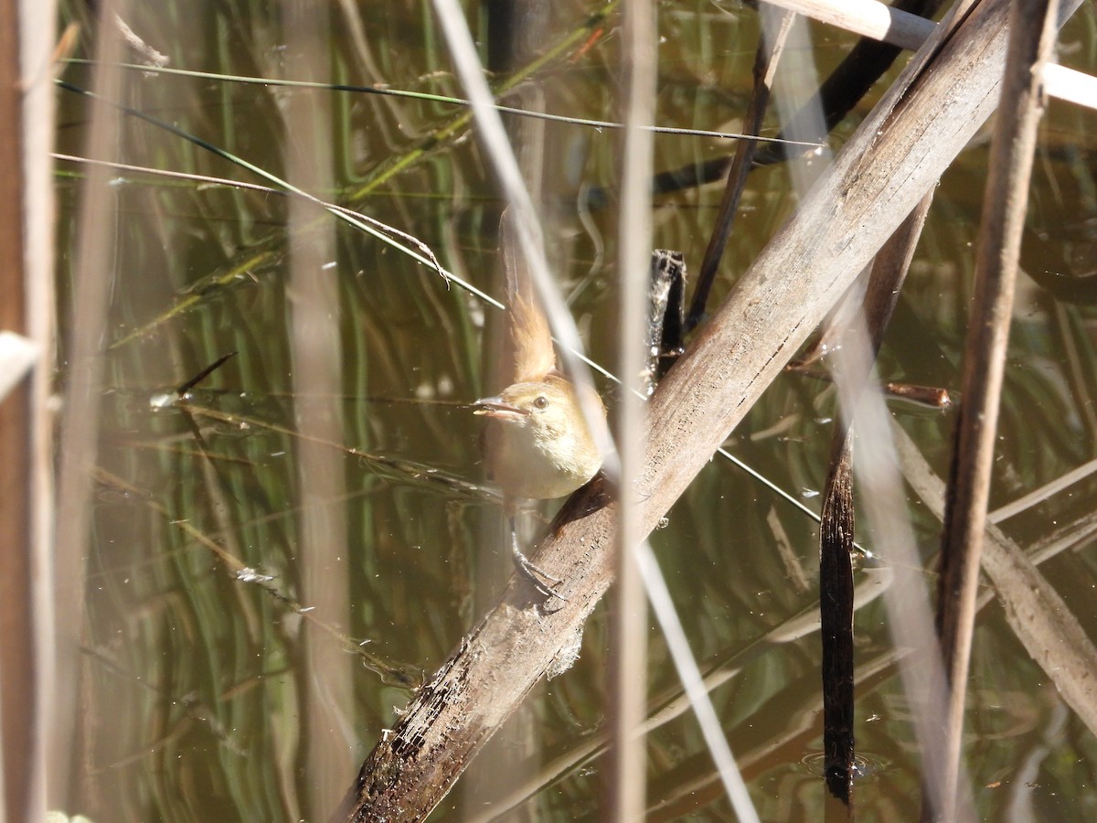 Australian Reed Warbler - ML620368444