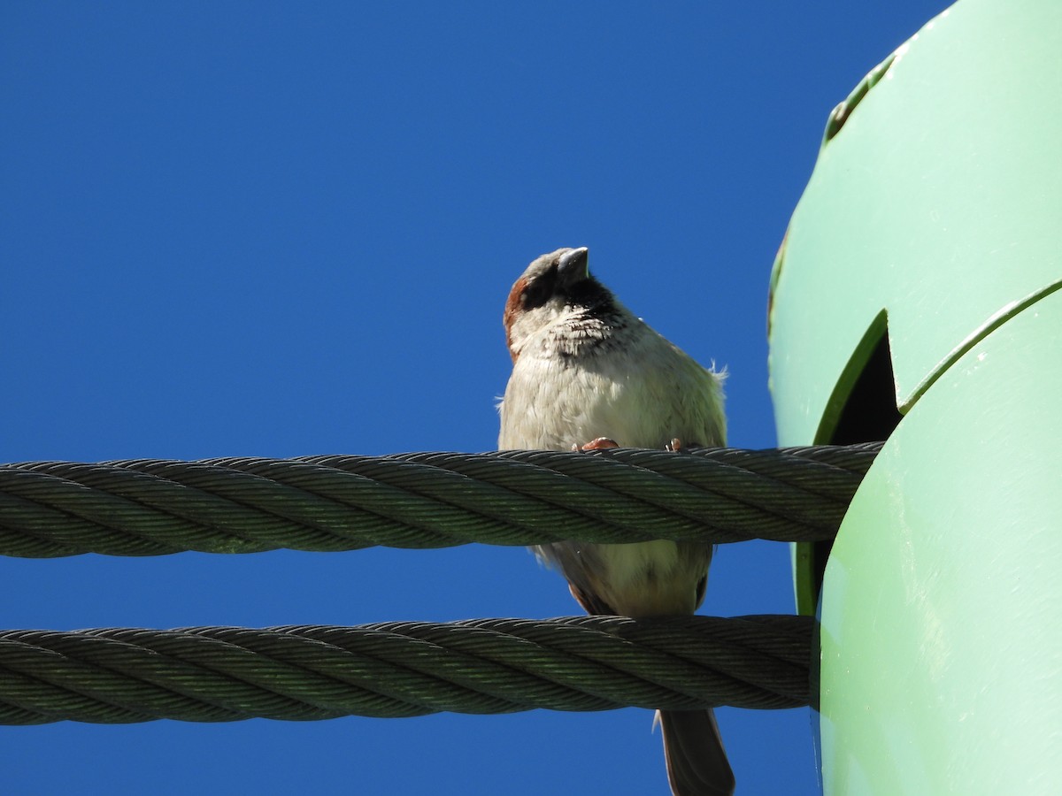 Moineau domestique - ML620368448