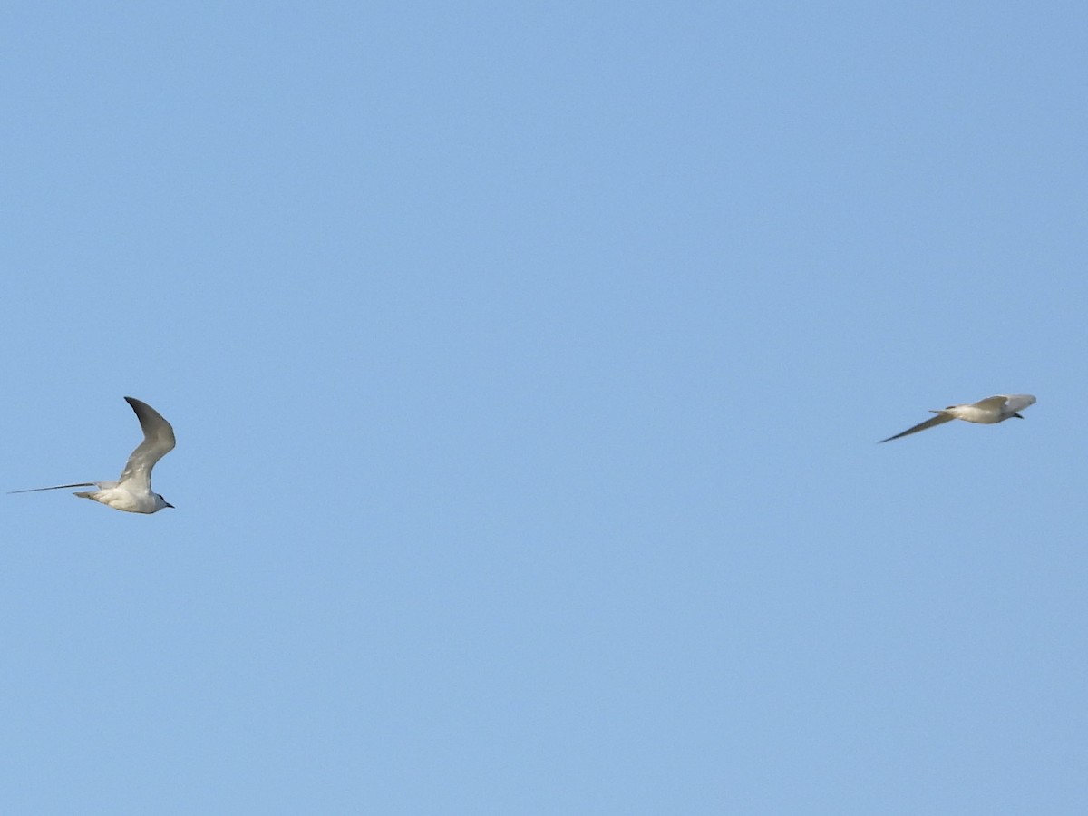 Australian Tern - ML620368455