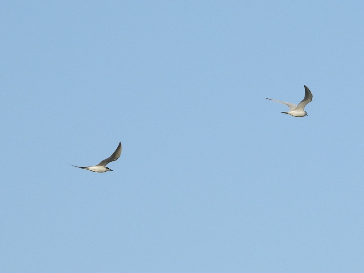 Australian Tern - ML620368456