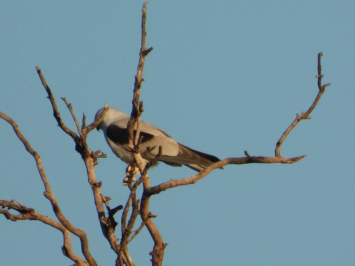 Black-shouldered Kite - ML620368458