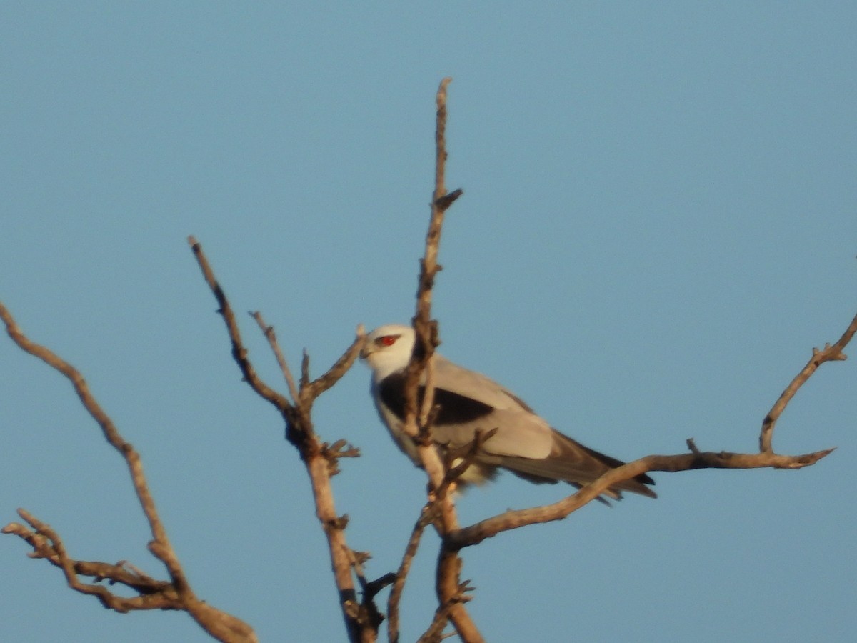 Black-shouldered Kite - ML620368459