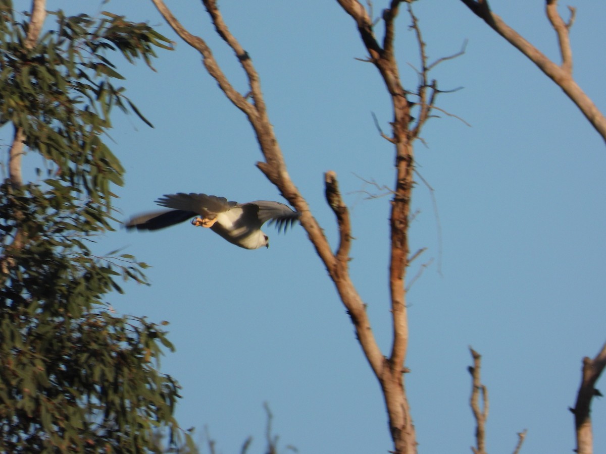 Black-shouldered Kite - ML620368460