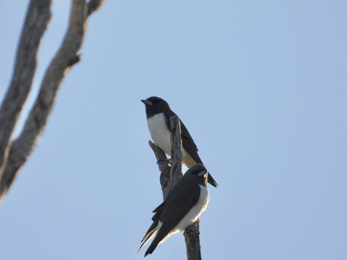 White-breasted Woodswallow - ML620368466
