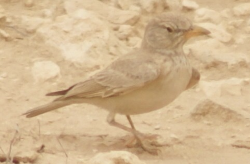 Desert Lark - ML620368468