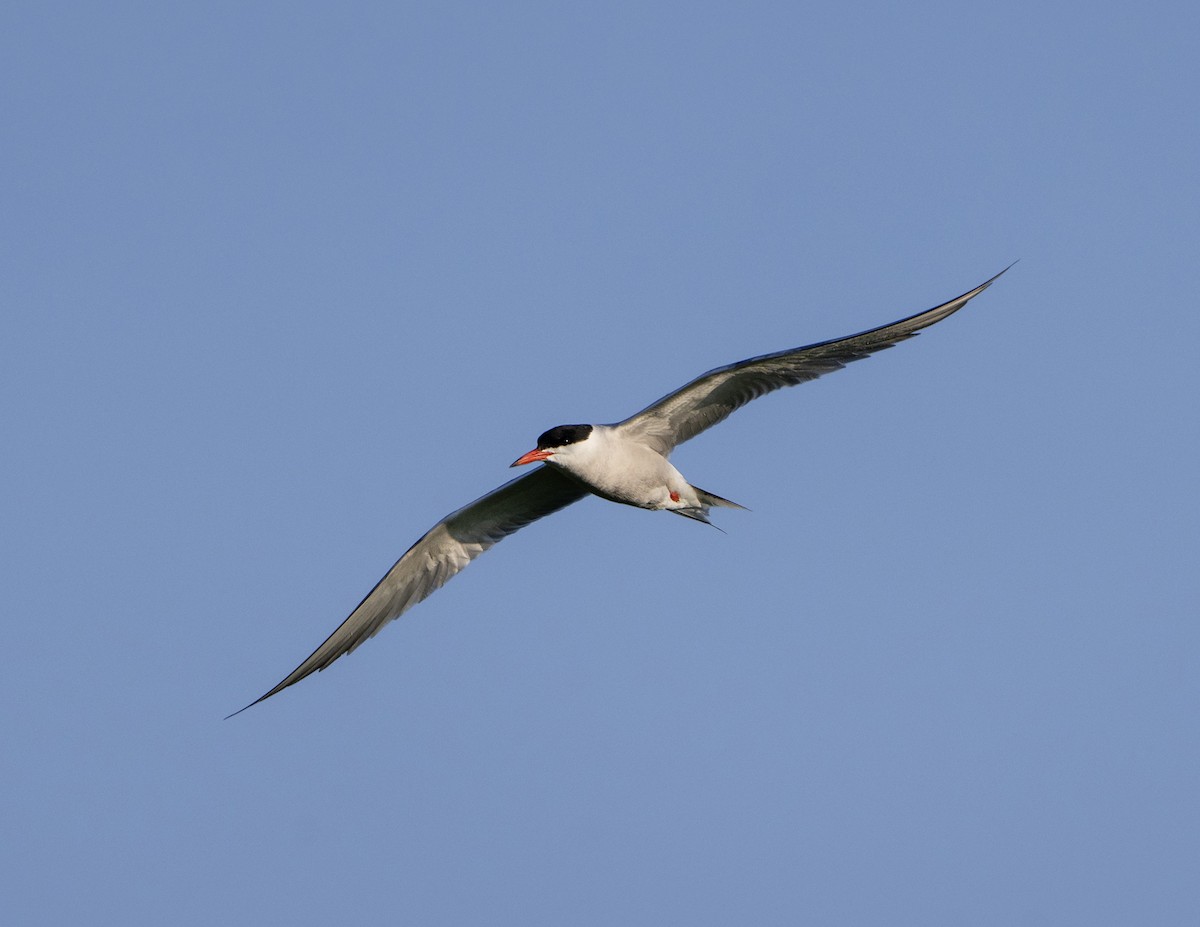 Common Tern - ML620368471