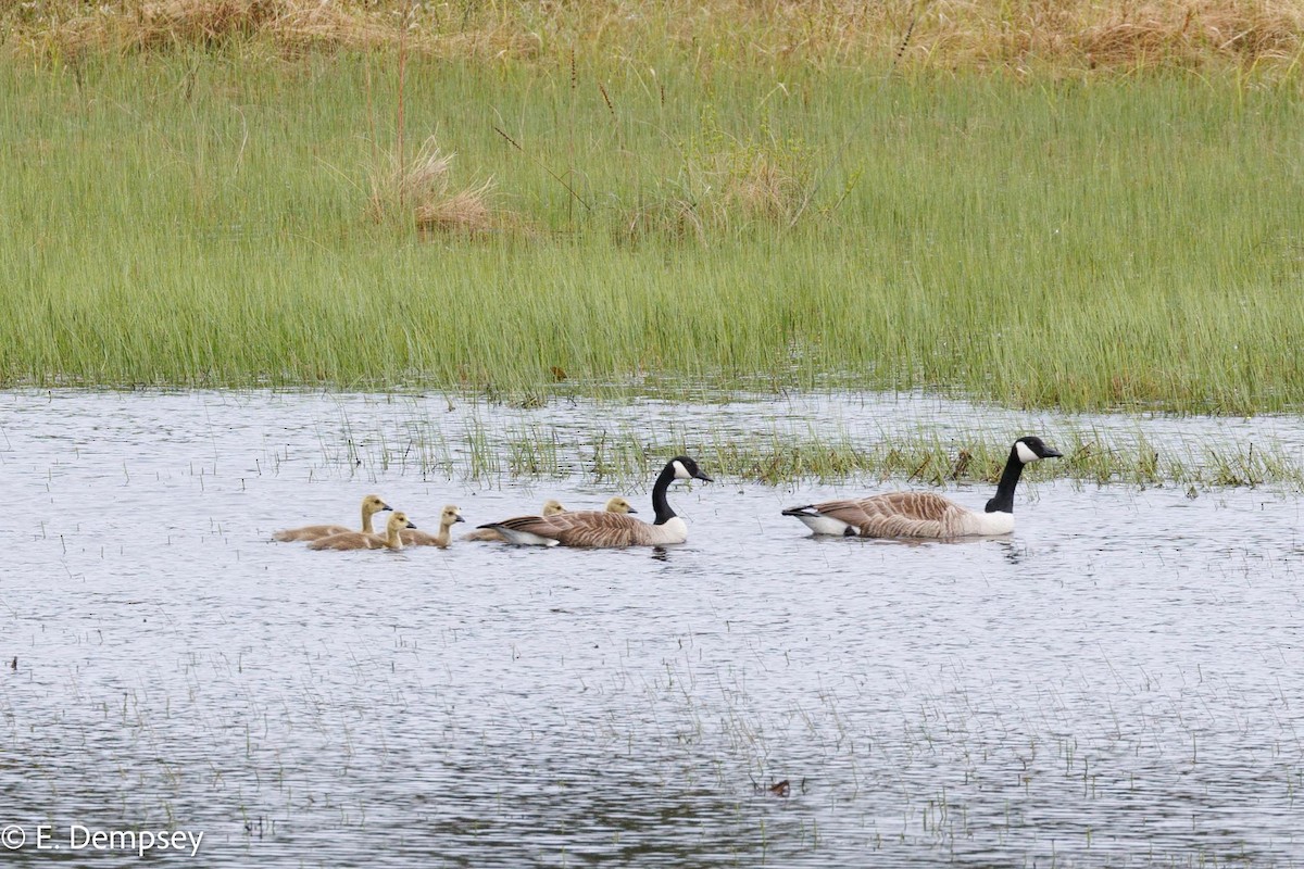 Canada Goose - ML620368473