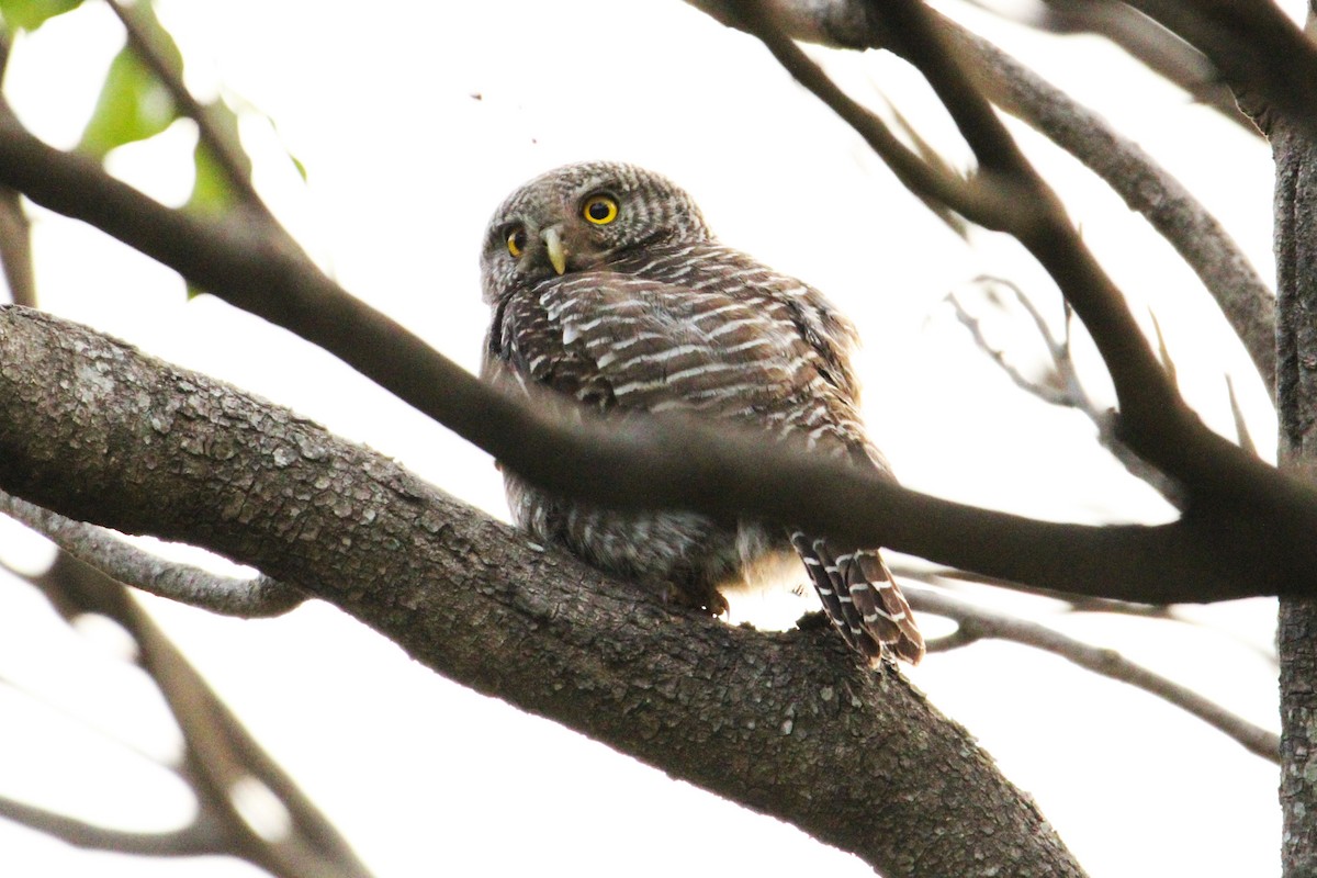 Asian Barred Owlet - ML620368499