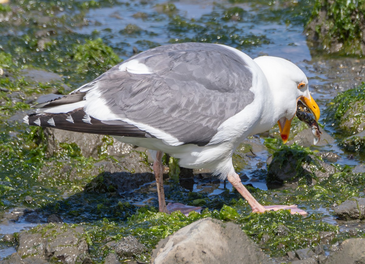 Western Gull - ML620368502