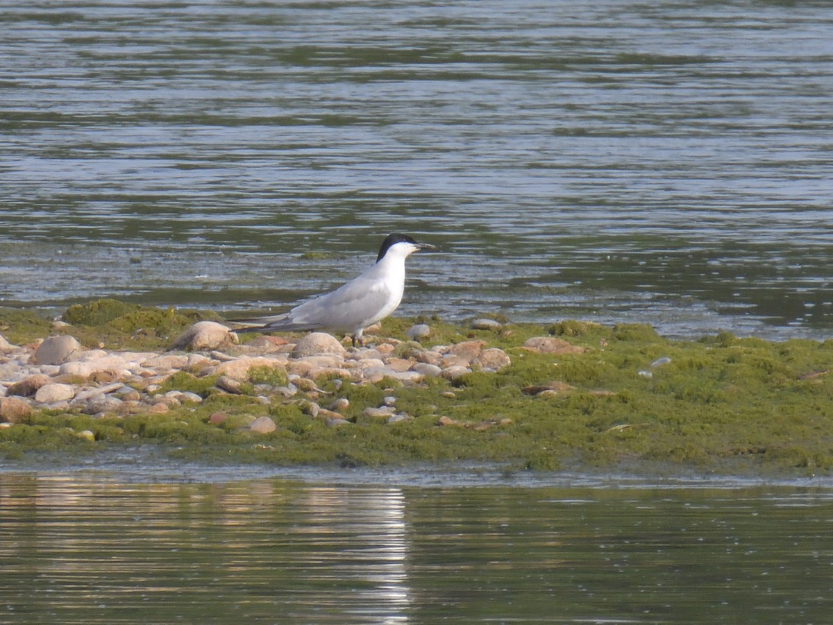 Gull-billed Tern - Borja Sanz