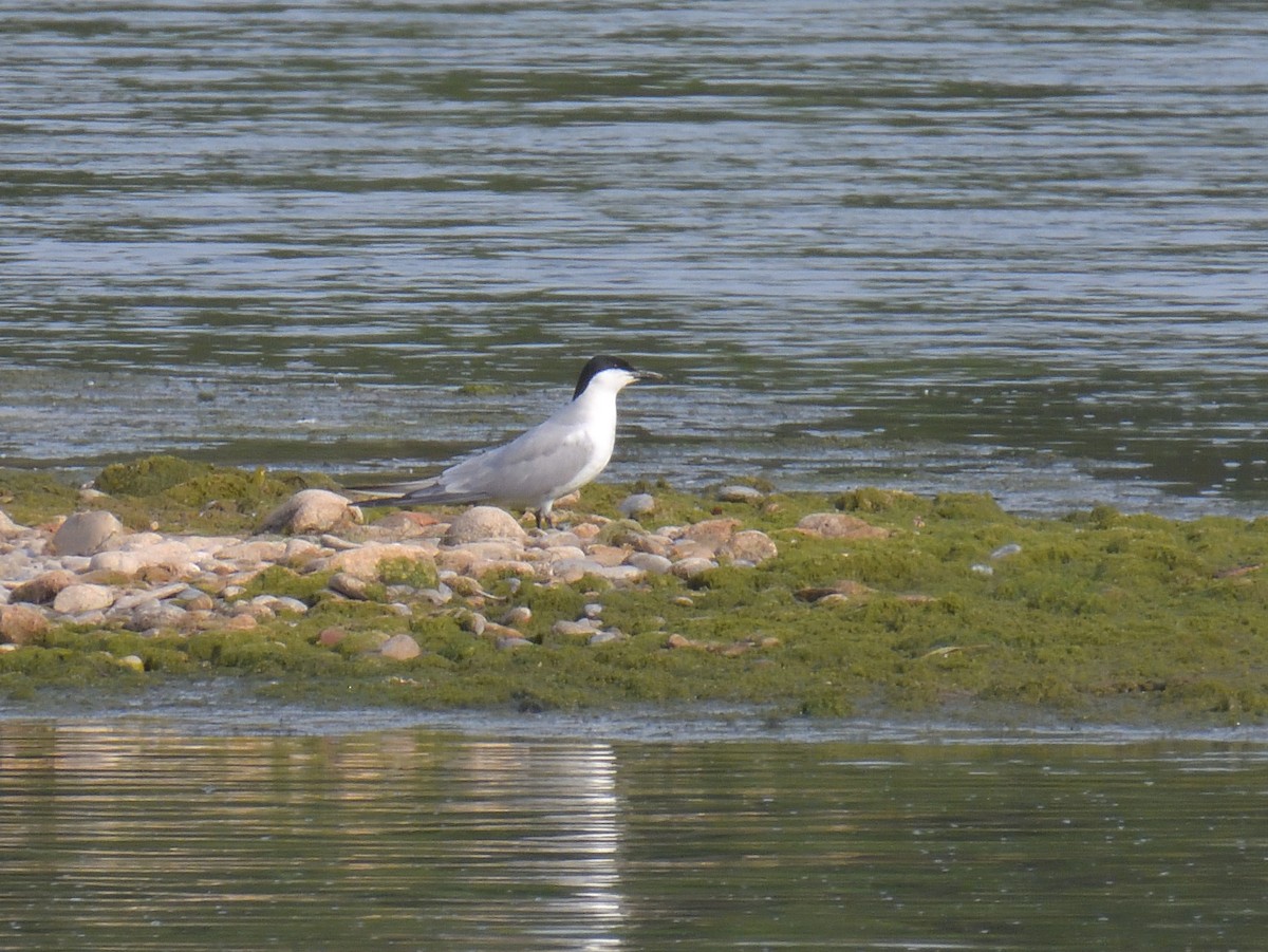 Gull-billed Tern - ML620368524