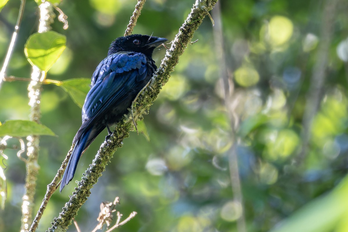 Lesser Racket-tailed Drongo - ML620368534