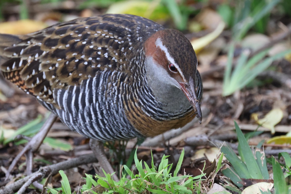 Buff-banded Rail - ML620368540