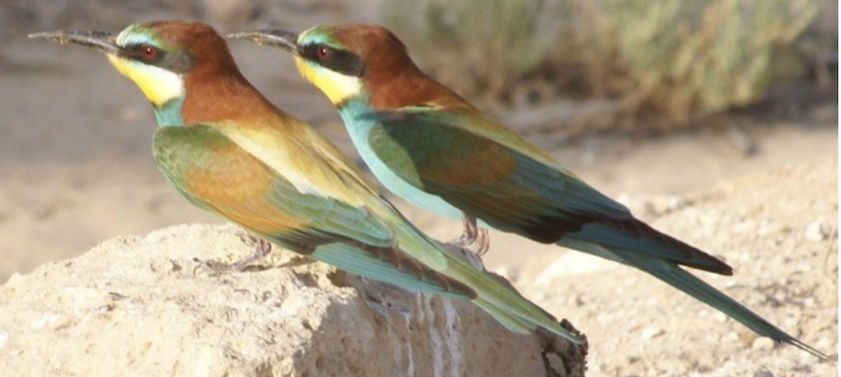 European Bee-eater - ML620368551