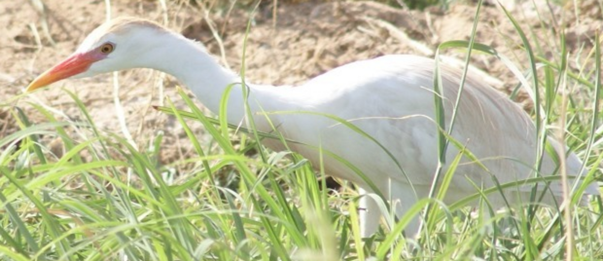 Чапля єгипетська (підвид ibis) - ML620368555